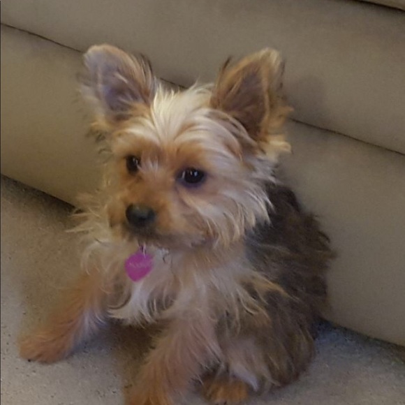 Meet your Posher, Melisa - Picture 1 of 1